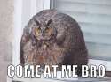 Bad ass owl.jpg