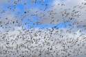 a-flock-of-geese-during-their-migration-725x486.jpg