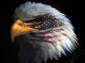 patriotism-flag-respect-devotion.jpg
