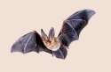 Bat-PNG-Clipart.png