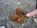 coyote scat.jpg