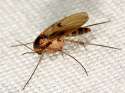 fungus-gnat.jpg