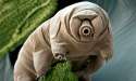 content_A-water-bear-Paramacrobio-010.jpg