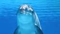 the dolphin.jpg