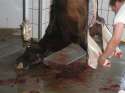slaughter-croatia3.jpg