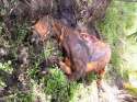 Slaughtered-horse.jpg