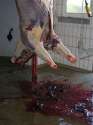 slaughter-croatia7.jpg