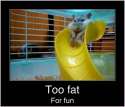 funny-fat-people-jokes_7.jpg