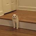 bipedal-cat.jpg