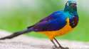 bird.png