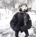 husky dog dance.gif