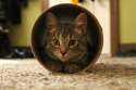 cat tube.jpg