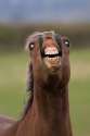 Kristins horse.jpg