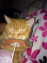 meow2.jpg