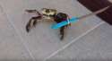 this-knife-carrying-crab-wont-end-up-on-your-table-anytime-soon.jpg