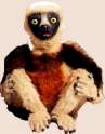 Zoboomafoo.png