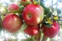 Apples-Honeycrisp-on-Johns-Tree-2011.jpg