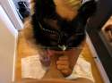 catblow2.jpg