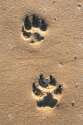 5320733-Paw-Prints-Stock-Photo-dog.jpg