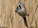 bearded_tit.jpg, 129KiB, 600x445 1391130673582s.jpg