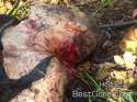 man-killed-partially-eaten-by-bear-04-1024x768.jpg