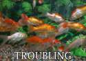 troubling fish.png
