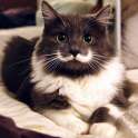 mr handsome mustachio cat.jpg