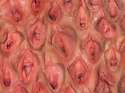 pussy vagina collage.jpg