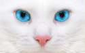 beautiful-cats-wallpaper-1920x1080-2.jpg