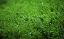 green-nature-water-11.jpg