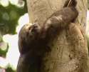 serene sloth.jpg