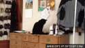 teddy-the-asshole-cat-o.gif