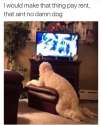 thats no dog.jpg