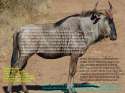 an wildebeest.png