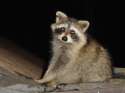 Woodland_creature.jpg