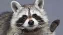 cropcoon.png