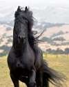 black_beauty_by_holdyourhorses.jpg