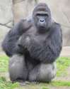 Harambe.jpg