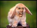 despiteallmyrageimstilljustarabbitniccage.jpg