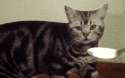 1440970242294.gif