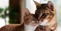 30423_pets-products_january-site-flip_3-cathealth_short-tile_592x304._CB286975940_.jpg