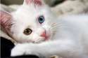 cute-cats-images-25.jpg