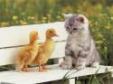 cute-cats-images-5.jpg
