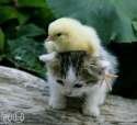 cute-cats-images-22.jpg
