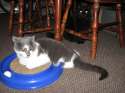 tmp_4404-pets 2-1432368535.jpg