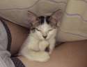 gatos-siniestros-12-730x570.jpg