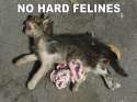 No_Pussyfooting_Around.jpg