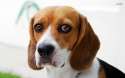 beagle-17943-1920x1200.jpg