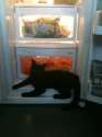 newcat.jpg