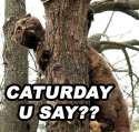 cat_caturdayusay.jpg